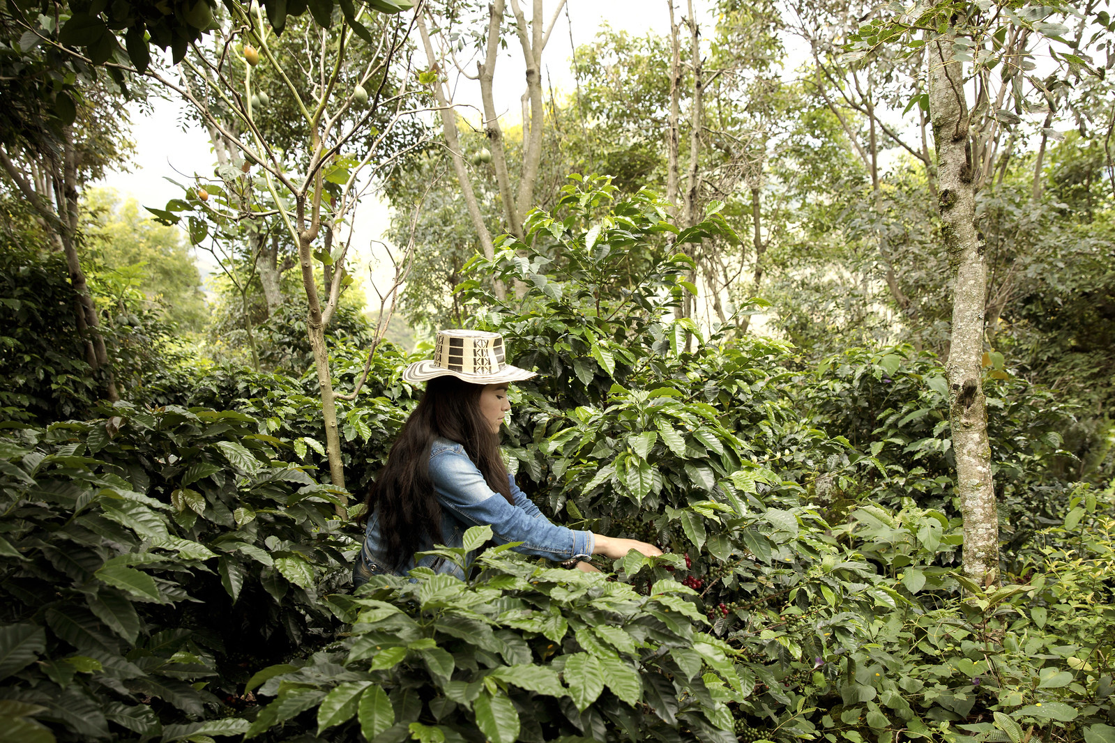 growing coffee in Colombia