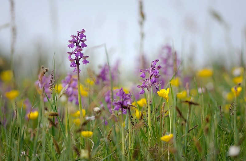 20180521-050F | Kleines Knabenkraut (Anacamptis morio) im Stora Alvaret. Öland / Schweden, 21.05.2018
