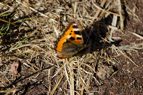 Tortoiseshell butterfly resting, folding and unfolding wings