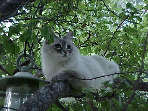 birdwatching | by cindycasaus