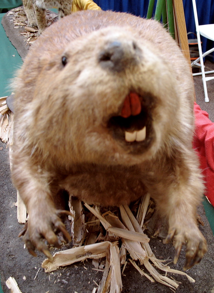 Beaver No Idea Why The Top Teeth Are Red Rebecca Partington Flickr 