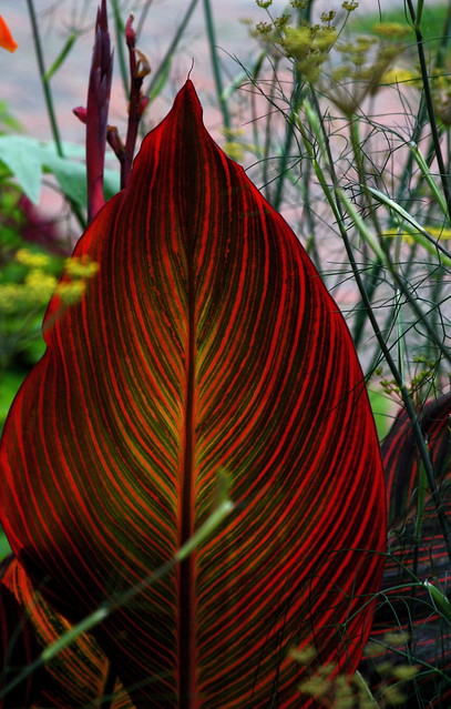 striped leaf