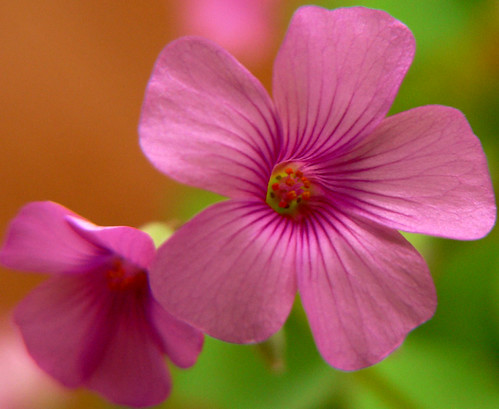 Two Tiny Pink | by atranswe