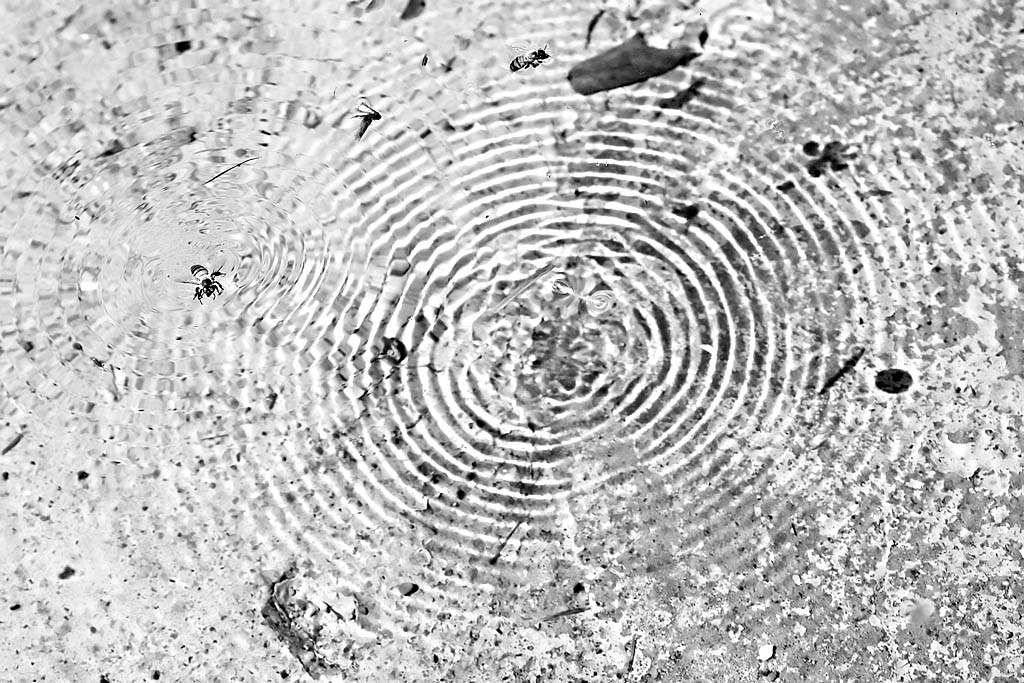 Water ripples | Water logged bees creating ripples in the wa… | Flickr