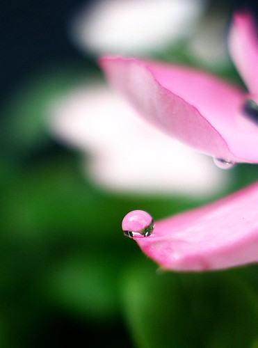 Pink reflection | by tanakawho
