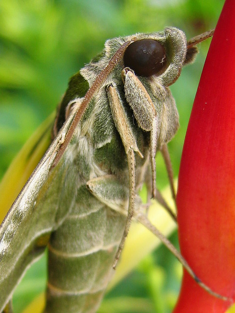 Nr.8 in a serie of 8: Oleander Hawk Moth