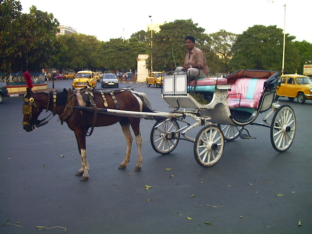 Horse Carriage in Calcutta