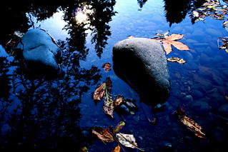 fallen leaves in reflected water | by jodi_tripp