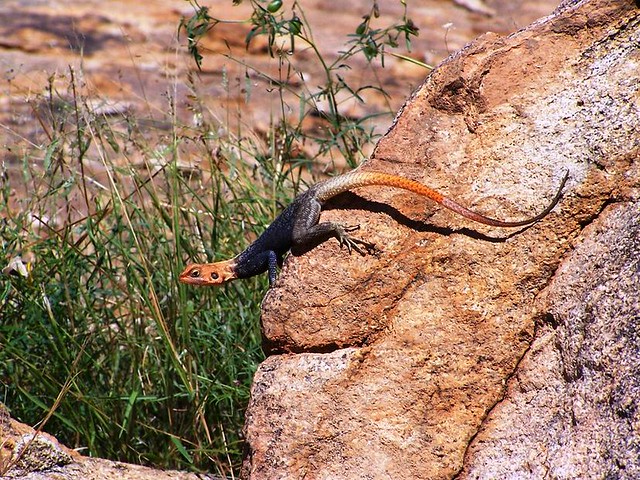 Namibian Lizard | Geof Wilson | Flickr