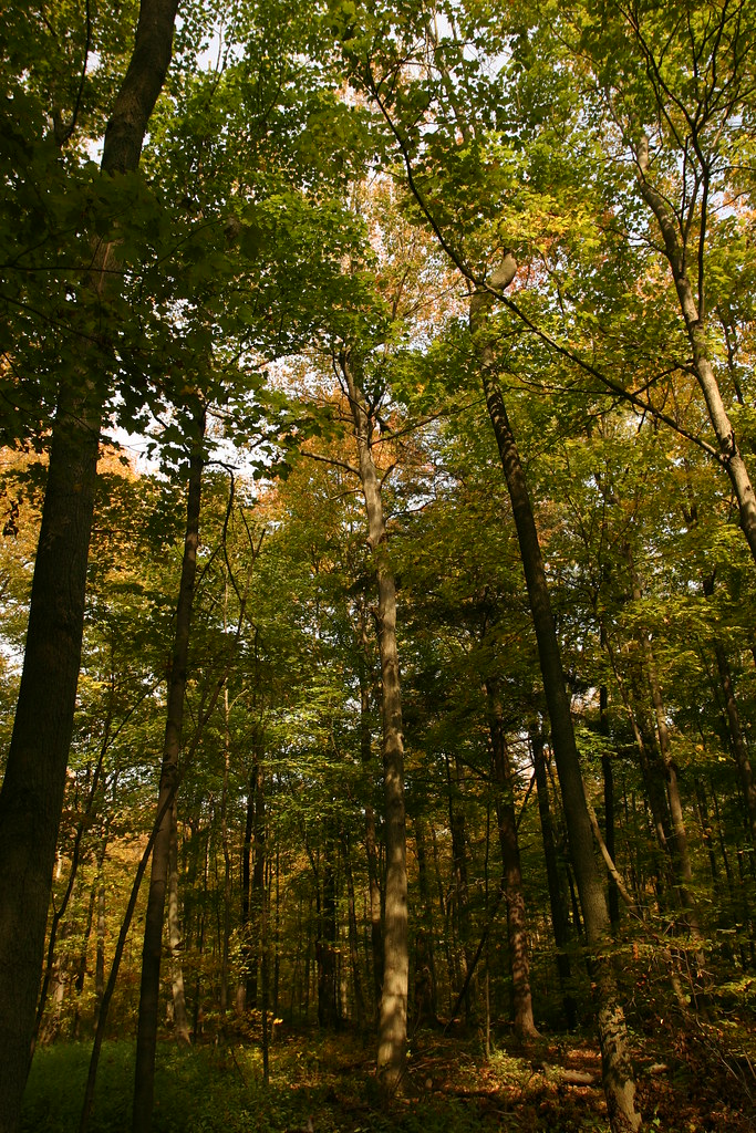 Bruce Trail Side Trails - Iroquoia Section