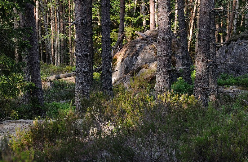 20180522-056F | Schwedens südlichste Wildmark - der Wald im Tiveden-Nationalpark. Västergötland - Närke / Schweden, 22.05.2018