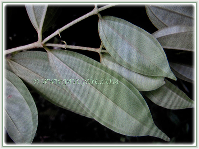 Pternandra echinata's leaves are evergreen, green, leathery and petiolate