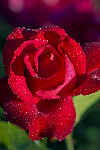 Roses at the Botanical Garden | Rose Competition Botanical G… | Flickr