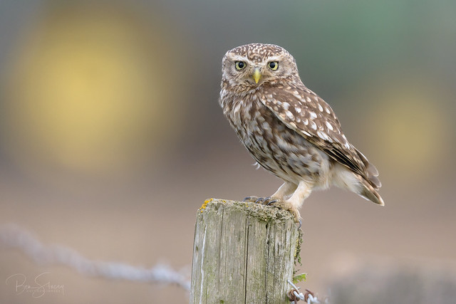 Little Owl (Athene noctua)