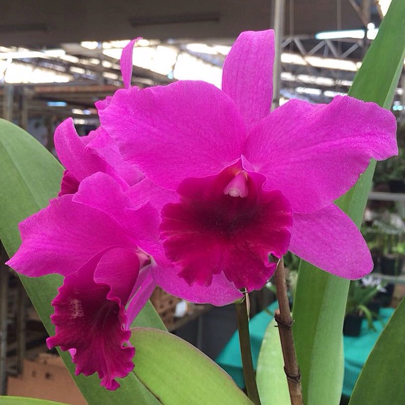 🌱🌿🌺Bom dia! Orquídea #orquidea #de #orchid #orquideas #… | Flickr