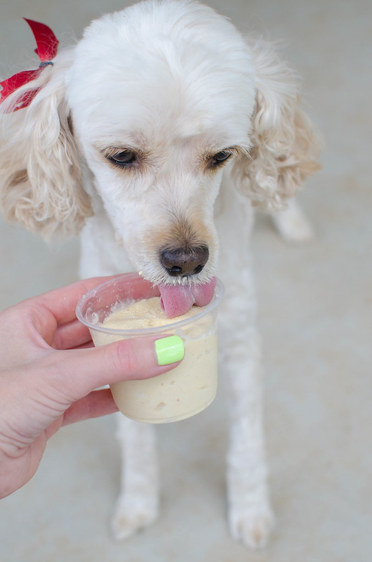 Pumpkin Peanut Butter Dog Ice Cream - keep your pup cool all summer with this 4 ingredient recipe! The pumpkin and the yogurt are both great for your dog's digestive system so you can feel good giving them treats. 