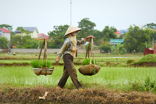 Worker carrying rice seedlings to her field