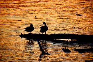 Cute ducks at sunset