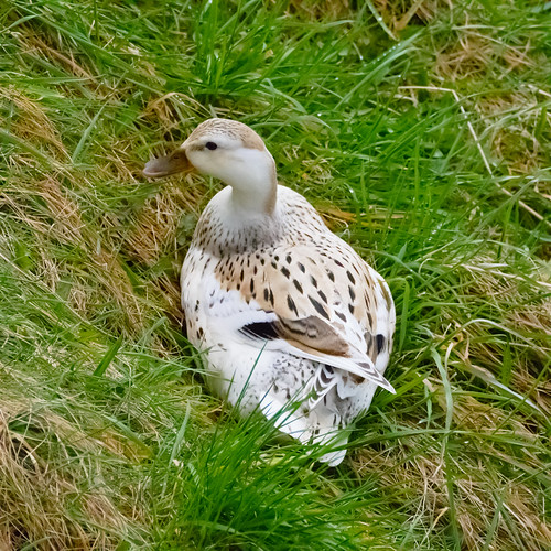 female mallard cross duck, resting on grass