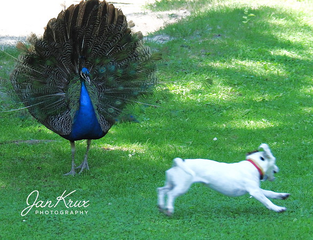 Peacock Charging Dog