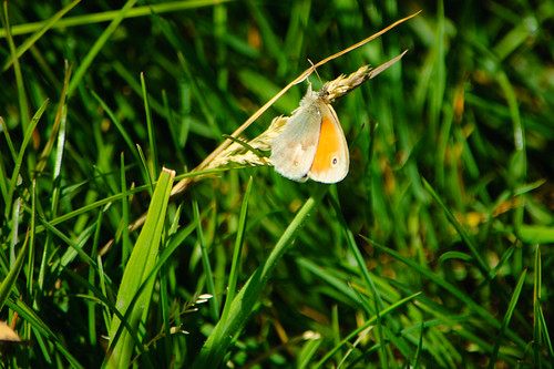 Small heath butterfly at rest, Baggeridge Country Park