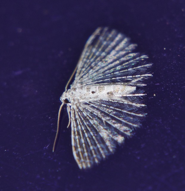 Pale feather wing moth Alucita sp aff xanthodes Alucitidae Airlie Beach rainforest P1020232