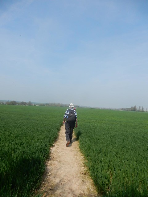 Path in a field Bekesbourne to Sturry