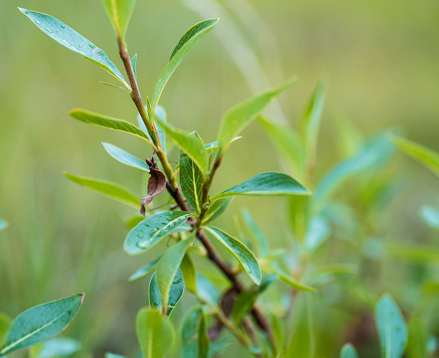 Salix pulchra (Pevek, Siberia)