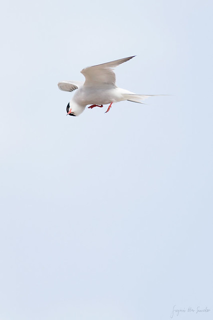Charrán común (Sterna hirundo) / Common tern