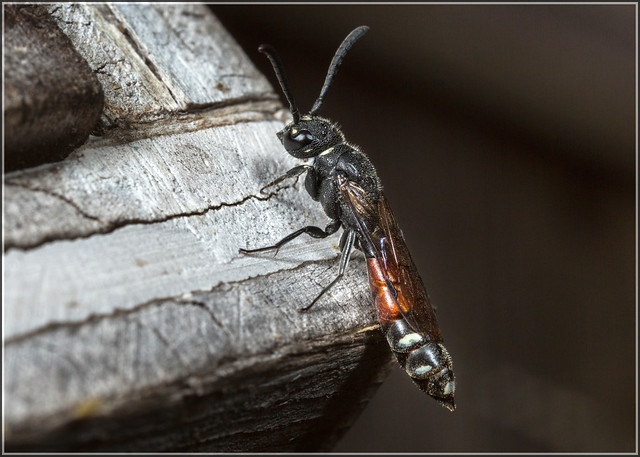 Sapyga quinquepunctata - Female