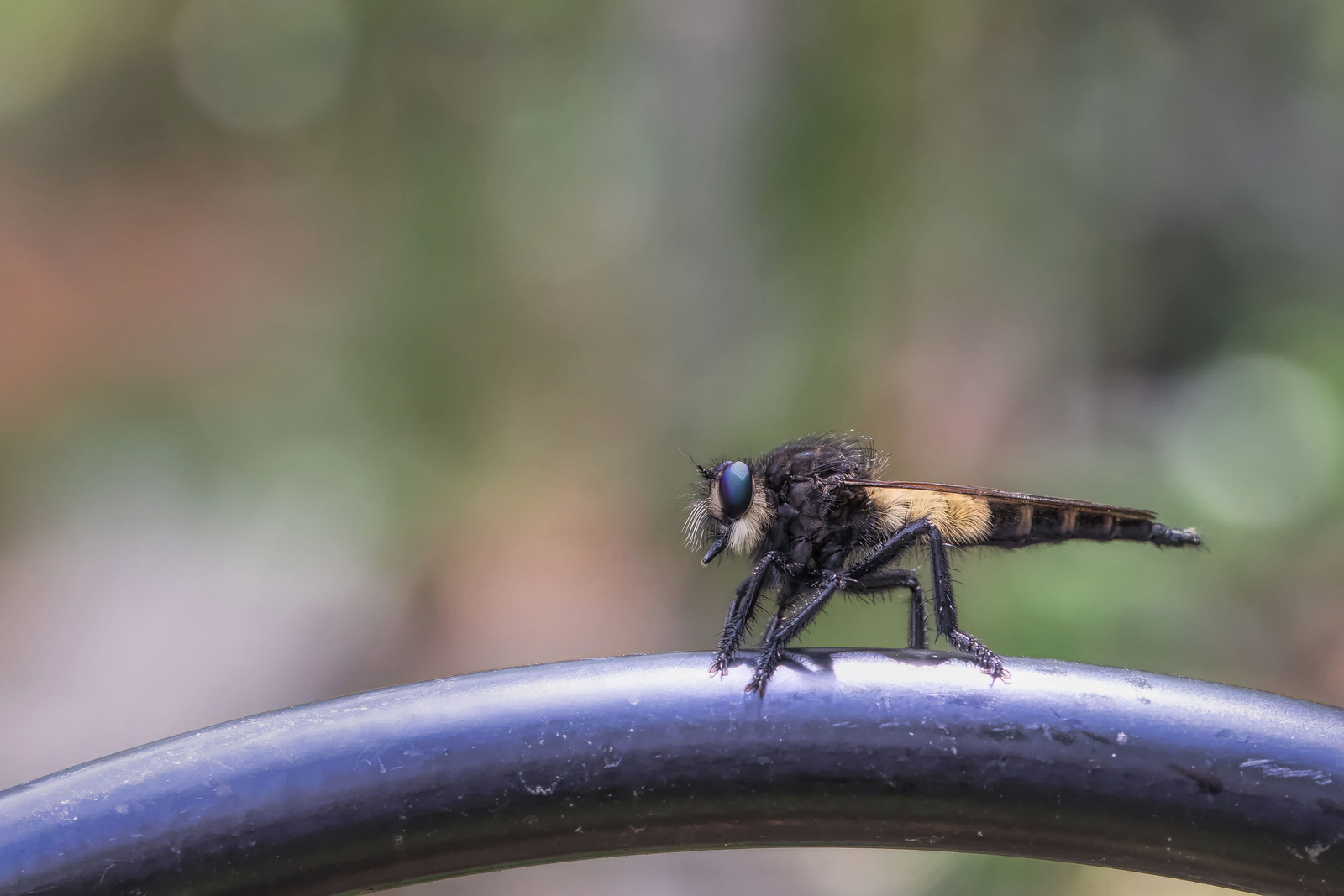 Insects | Flickr