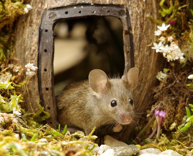 George the mouse in a log pile house (9)