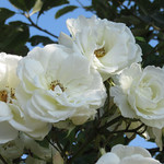 White Roses