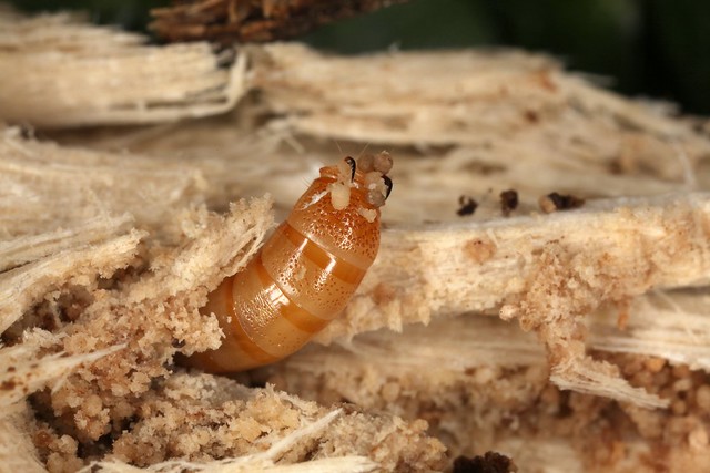 Extrémité postérieure d'une larve de coléoptère ténébrionide de la tribu des Helopini.