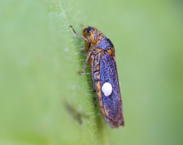 Broad-headed Sharpshooter on a Tobacco Leaf