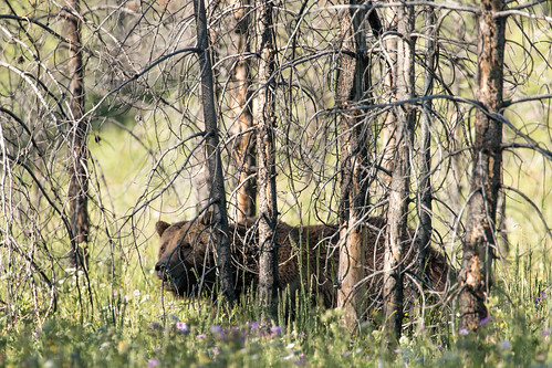 Grizzly bear in Wyoming.  Photo credit Grand Teton National Park, Public Domain