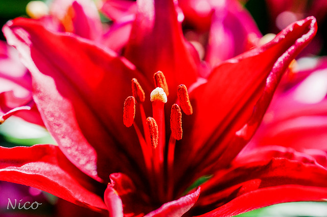 Red lily, stamens & pistil  DSC_2271    Fleur, lis rouge, étamines et pistil