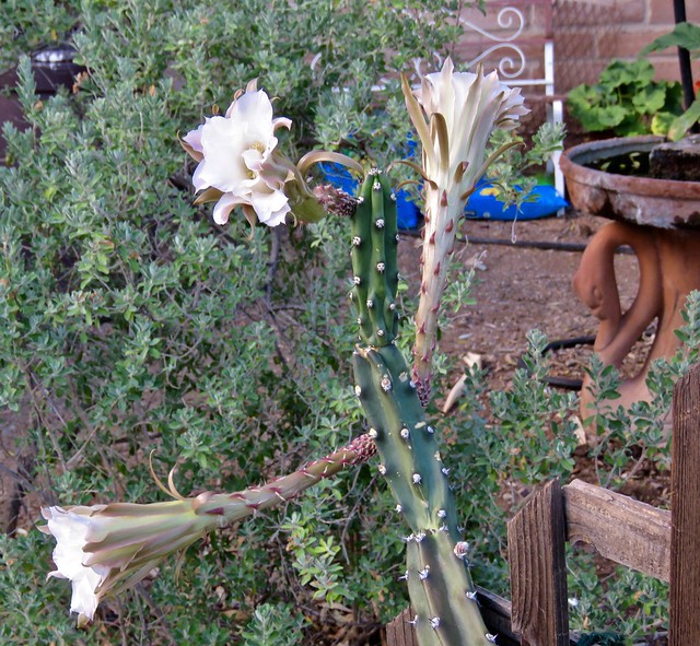 Cereus Cactus Floral Display Meets Swan Lake