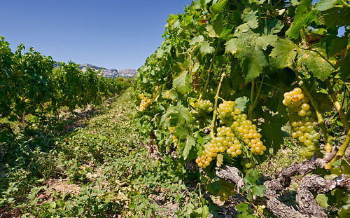 vigne hautvaucluse vaucluse provence
