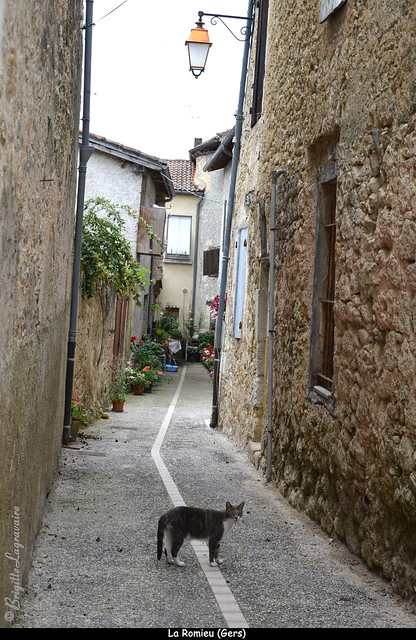 A La Romieu, pas de meilleur guide qu'un chat.