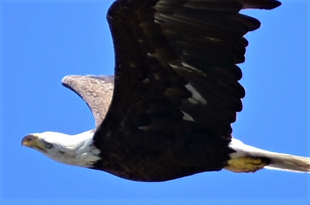 DSC_4406 Female Bald Eagle