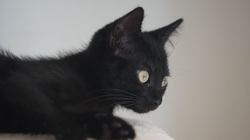 Chats | by Alain Poder