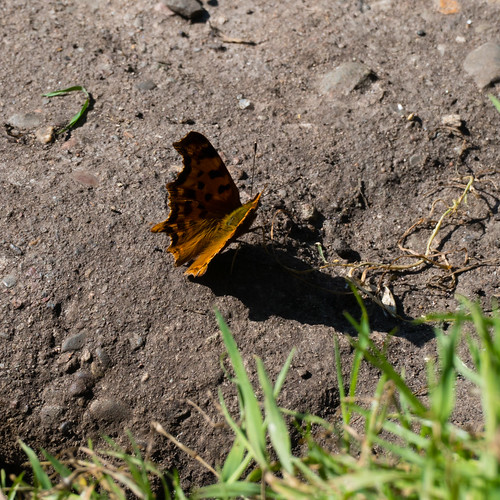Standing on bare earth: comma butterfly