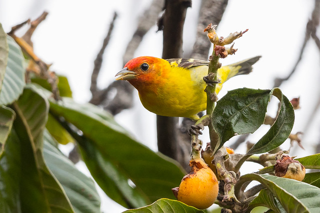 Western Tanager (X85_9980-1)