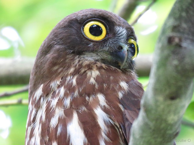 Japanese Hawk Owl