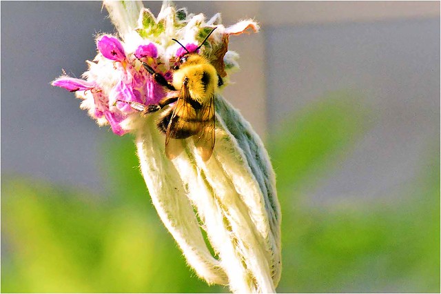 Bumble Bee on stachys byzantina (lambs ears)