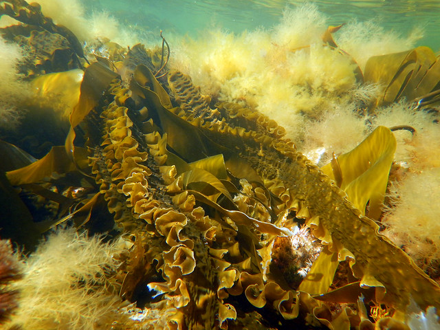 Sweet Wrack