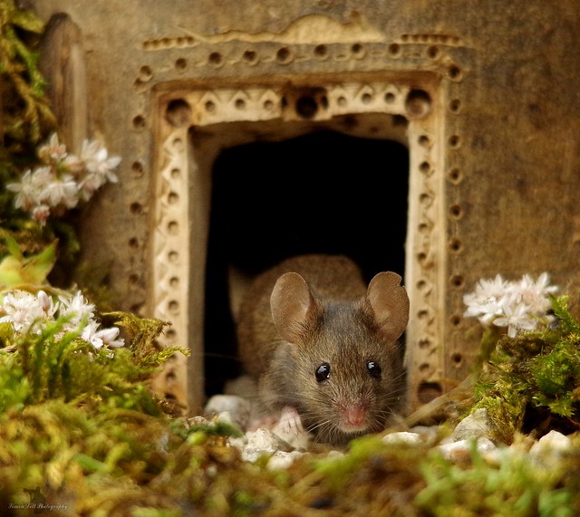 Mouse in a log house  (2)