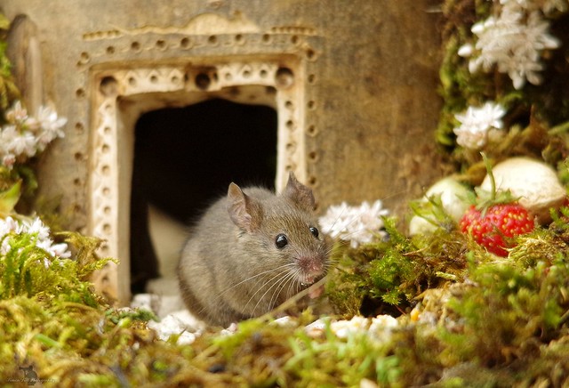 Mouse in a log house  (1)