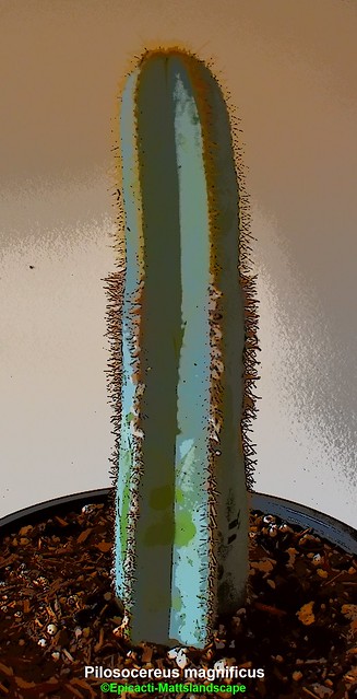 Pilosocereus magnificus ( Pic 1 stem growth )